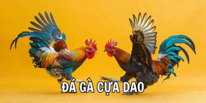 bi-quyet-da-ga-cua-dao-cuc-hap-dan