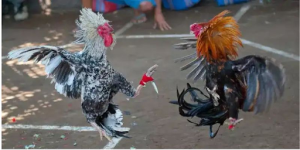 bi-quyet-da-ga-cua-dao-xem-lich-su-da-qua-cua-2-ben