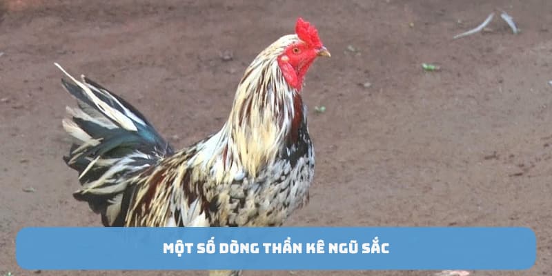 ga-ngu-sac-than-ke-giong