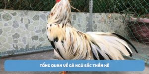 ga-ngu-sac-than-ke-tong-quan