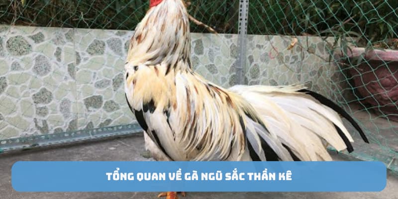 ga-ngu-sac-than-ke-tong-quan