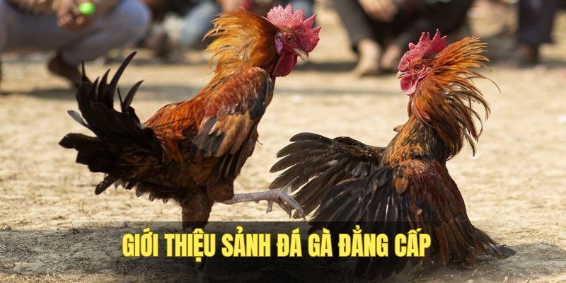 gioi-thieu-sanh-game-da-ga-f8bet-dang-cap
