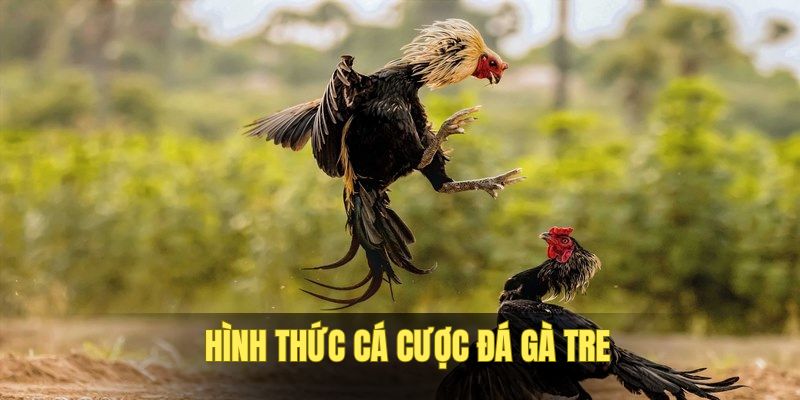 hinh-thuc-ca-cuoc-ga-tai-f8bet