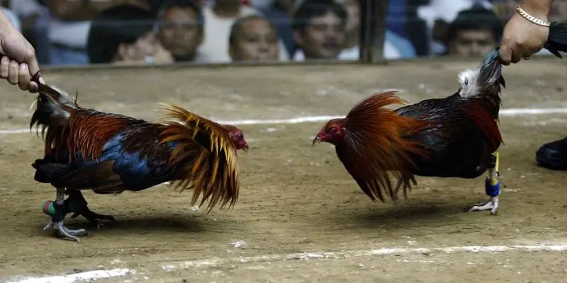 kinh-nghiem-da-ga-cua-sat-tai-f8bet