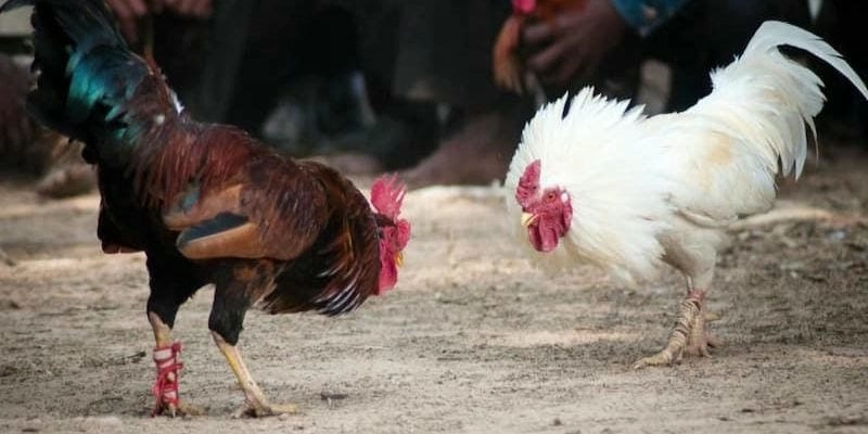 luu-y-khi-dung-kinh-nghiem-nuoi-ga-lau-nam