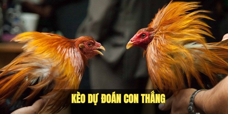 tham-gia-du-doan-keo-da-ga-f8bet-hap-dan