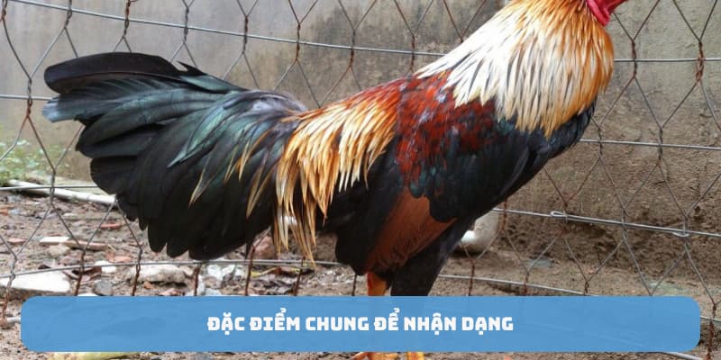 ga-ngu-sac-than-ke-diem-chung