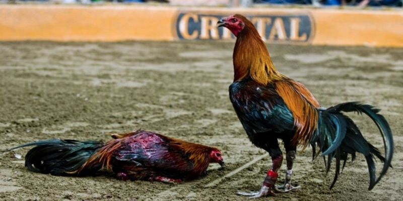 thong-tin-so-luoc-va-da-ga-peru-f8bet